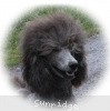 A photo of X. Twilight Princess, a silver standard poodle