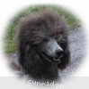 A photo of X. Twilight Princess, a silver standard poodle