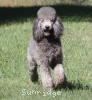 A photo of X. Twilight Princess, a silver standard poodle