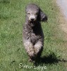 A photo of X. Twilight Princess, a silver standard poodle