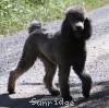 A photo of X. Twilight Princess, a silver standard poodle