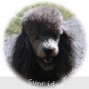 A photo of X. Twilight Princess, a silver standard poodle