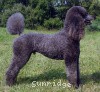 A photo of Amandi's Midnight Blue, a blue standard poodle