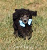 A photo of Sunridge Untouchable Twilight Princess, a silver standard poodle