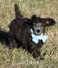 A photo of Sunridge Untouchable Twilight Princess, a silver standard poodle