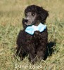 A photo of Sunridge Untouchable Twilight Princess, a silver standard poodle