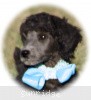 A photo of Sunridge Untouchable Twilight Princess, a silver standard poodle