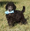 A photo of Sunridge Untouchable Twilight Princess, a silver standard poodle