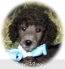 A photo of Sunridge Untouchable Twilight Princess, a silver standard poodle