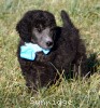 A photo of Sunridge Untouchable Twilight Princess, a silver standard poodle