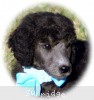 A photo of Sunridge Untouchable Twilight Princess, a silver standard poodle