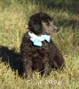 A photo of Sunridge Untouchable Twilight Princess, a silver standard poodle