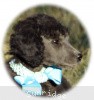 A photo of Sunridge Untouchable Twilight Princess, a silver standard poodle