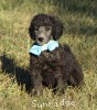 A photo of Sunridge Untouchable Twilight Princess, a silver standard poodle