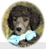 A photo of Sunridge Untouchable Twilight Princess, a silver standard poodle