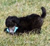 A photo of Sunridge Untouchable Twilight Princess, a silver standard poodle