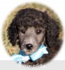A photo of Sunridge Untouchable Twilight Princess, a silver standard poodle