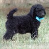 A photo of Sunridge Midnight Blue, a blue standard poodle