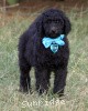 A photo of Sunridge Midnight Blue, a blue standard poodle