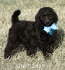 A photo of Sunridge Midnight Blue, a blue standard poodle