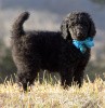 A photo of Sunridge Midnight Blue, a blue standard poodle