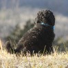 A photo of Sunridge Midnight Blue, a blue standard poodle