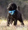 A photo of Sunridge Midnight Blue, a blue standard poodle