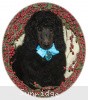 A photo of Sunridge Midnight Blue, a blue standard poodle