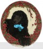 A photo of Sunridge Midnight Blue, a blue standard poodle