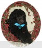 A photo of Sunridge Midnight Blue, a blue standard poodle