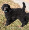 A photo of Sunridge Midnight Blue, a blue standard poodle