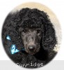 A photo of Sunridge Midnight Blue, a blue standard poodle