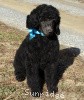 A photo of Sunridge Midnight Blue, a blue standard poodle