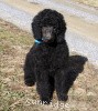 A photo of Sunridge Midnight Blue, a blue standard poodle