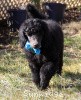 A photo of Sunridge Midnight Blue, a blue standard poodle