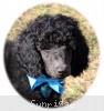 A photo of Sunridge Midnight Blue, a blue standard poodle