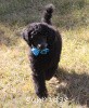 A photo of Sunridge Midnight Blue, a blue standard poodle