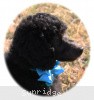 A photo of Sunridge Midnight Blue, a blue standard poodle