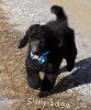 A picture of Sunridge Midnight Blue, a blue standard poodle