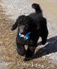 A photo of Sunridge Midnight Blue, a blue standard poodle