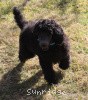 A photo of Sunridge Midnight Blue, a blue standard poodle