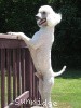 A photo of Timber Ridges Untouchable, CH, a white standard poodle