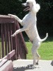 A photo of Timber Ridges Untouchable, CH, a white standard poodle