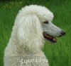 A picture of Amandi's Moonbeam, a white standard poodle