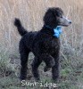 A photo of Sunridge Untouchable Twilight Princess, a silver standard poodle