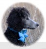 A photo of Sunridge Untouchable Twilight Princess, a silver standard poodle