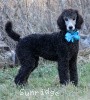 A photo of Sunridge Untouchable Twilight Princess, a silver standard poodle