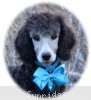 A photo of Sunridge Untouchable Twilight Princess, a silver standard poodle