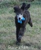 A photo of Sunridge Untouchable Twilight Princess, a silver standard poodle