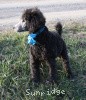 A photo of Sunridge Untouchable Twilight Princess, a silver standard poodle